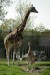 Žirafí rodinka.jpg