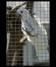 Kakadu brýlový