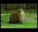 Kapybara vodní
