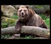 Medvěd Hnědý Grizzly,,,,